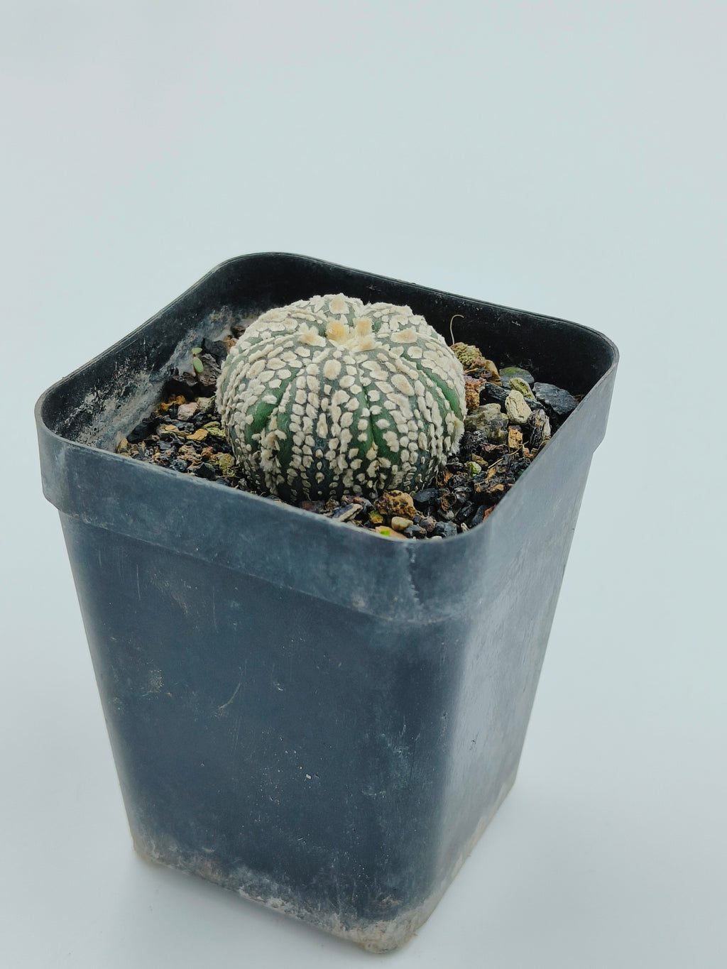 Astrophytum Asterias Super Kabuto