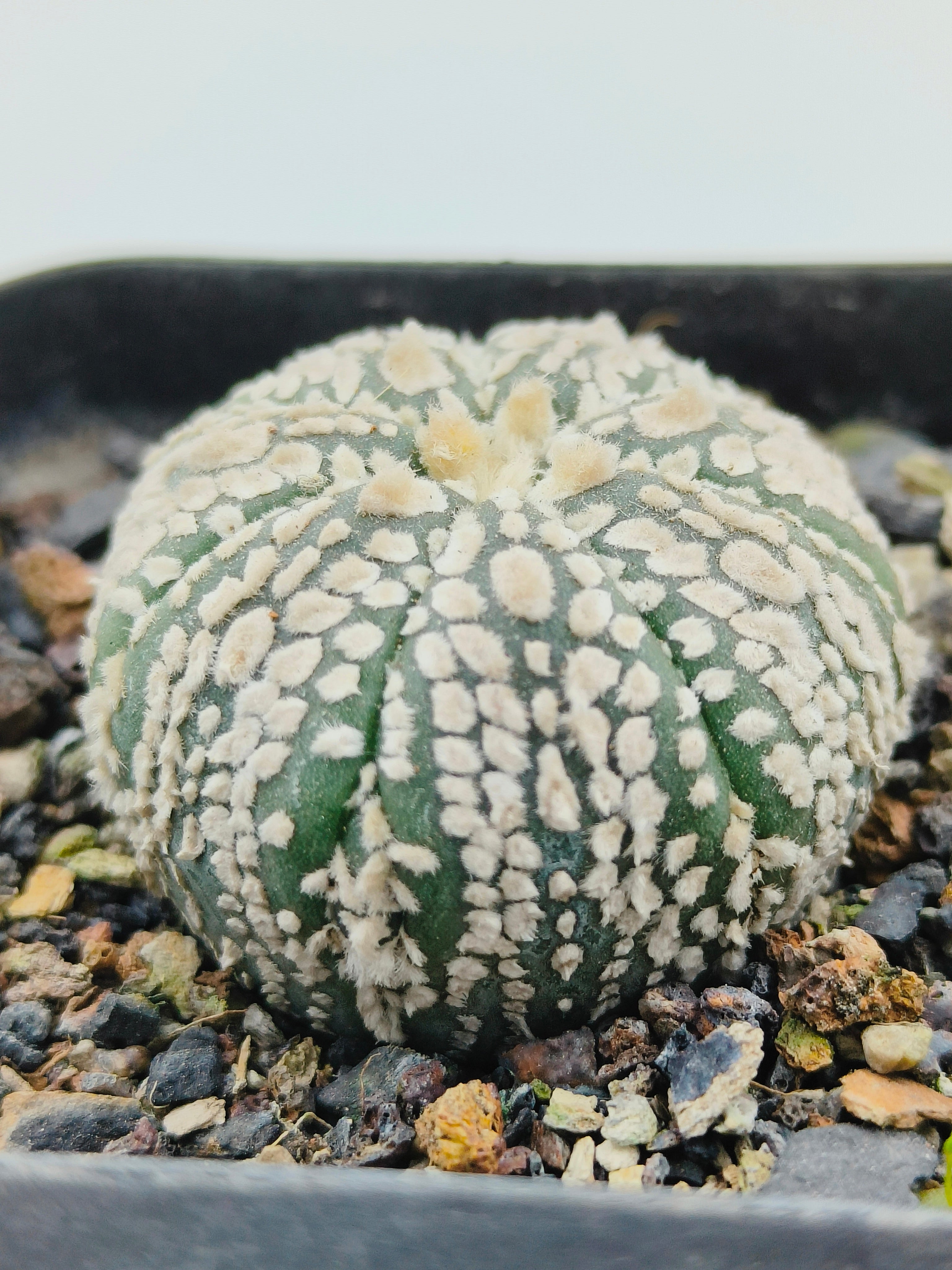 Astrophytum Asterias Super Kabuto