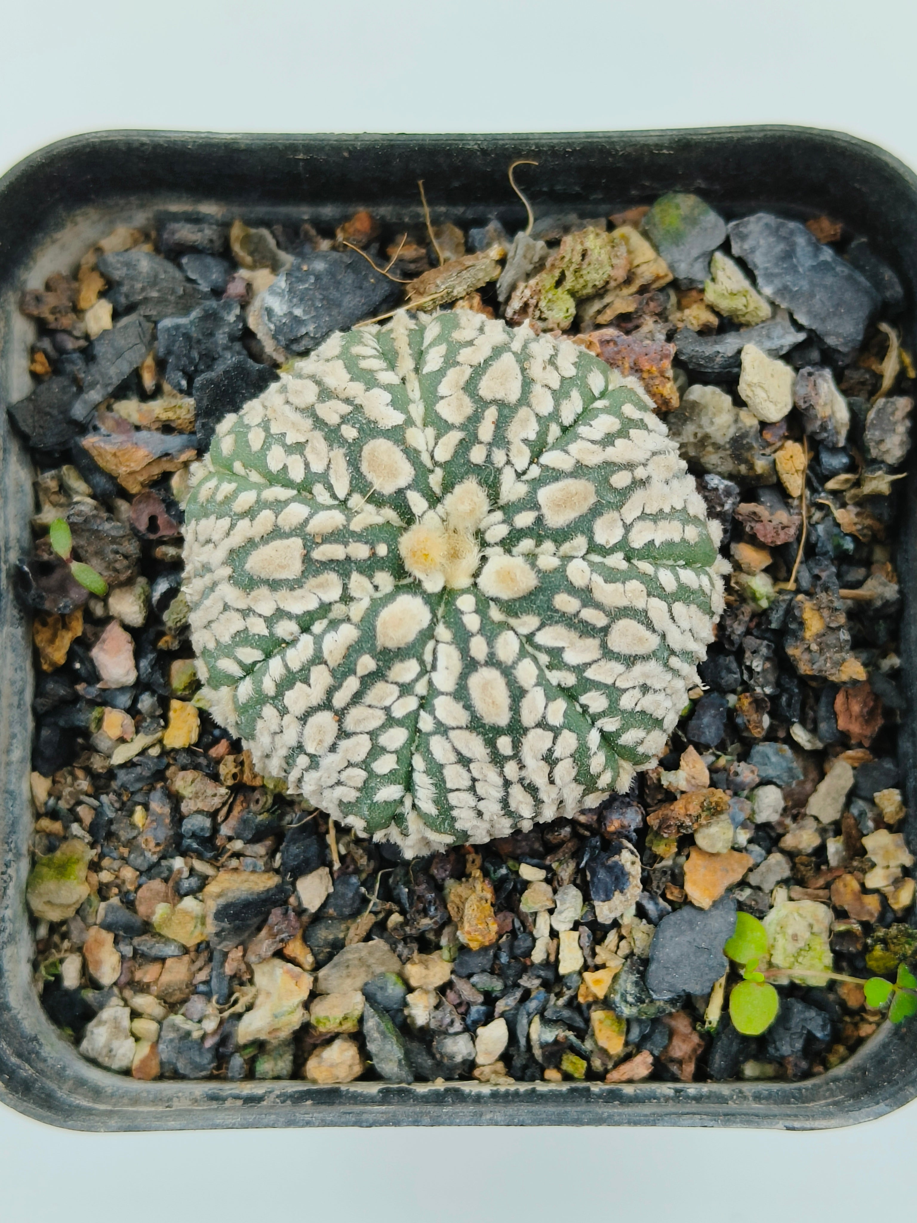 Astrophytum Asterias Super Kabuto