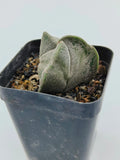 Astrophytum Myriostigma Tricostatum