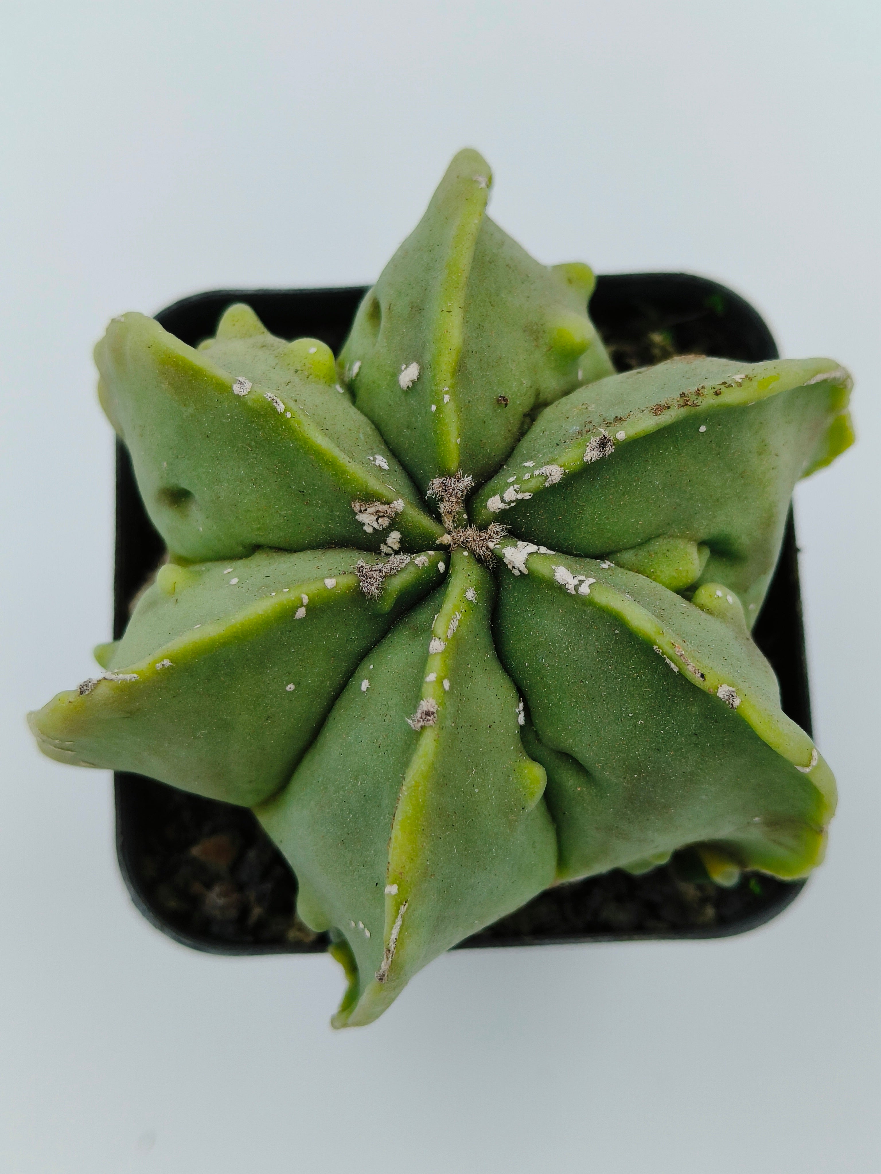 Astrophytum Myriostigma cv Fukuryu