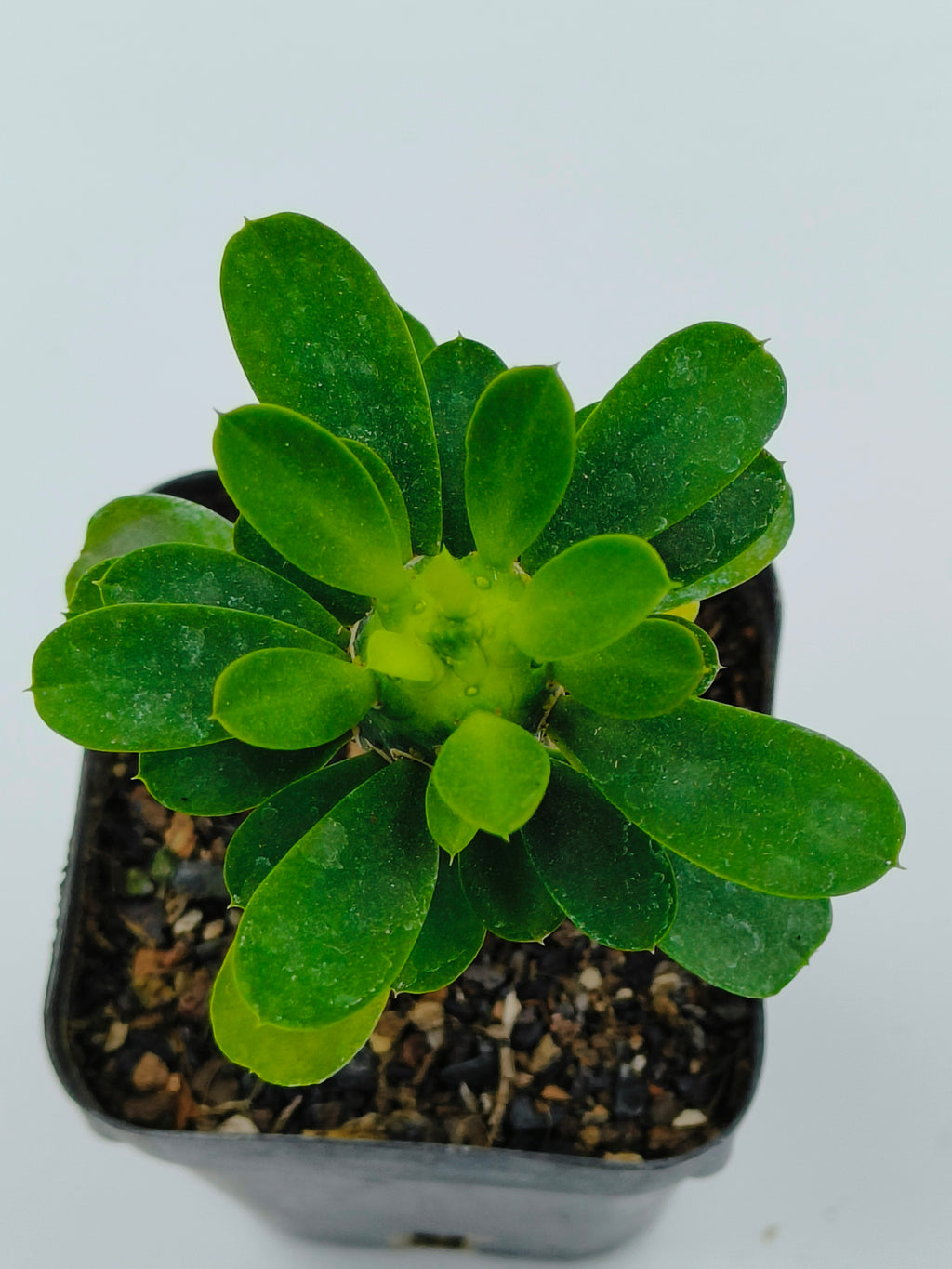Euphorbia Royleana Inermis