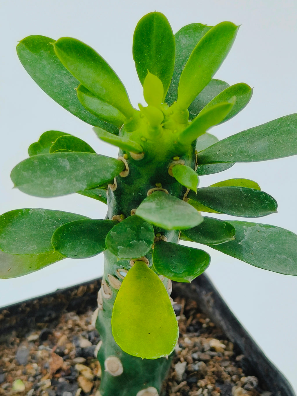 Euphorbia Royleana Inermis