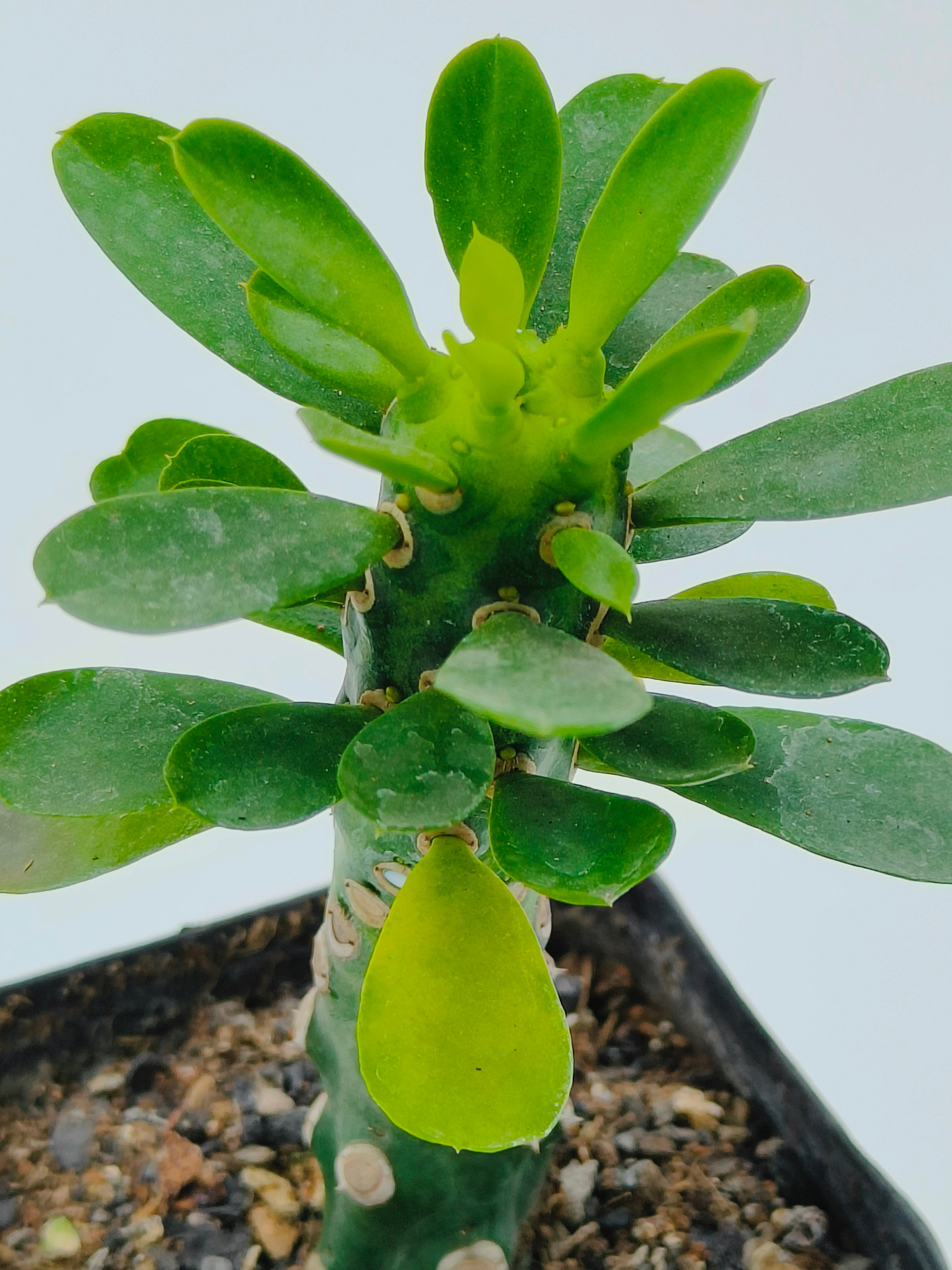 Euphorbia Royleana Inermis