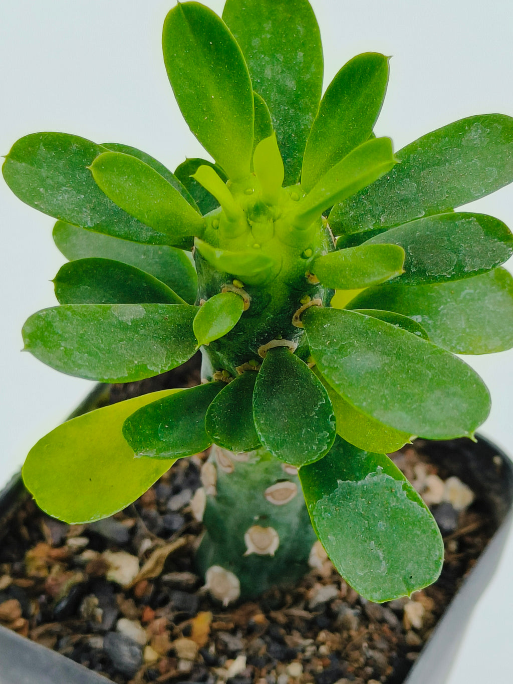 Euphorbia Royleana Inermis