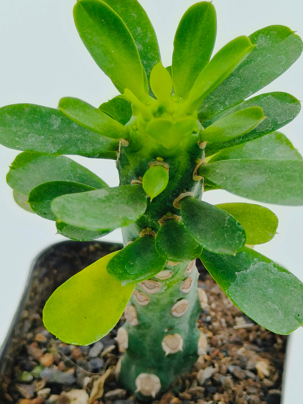 Euphorbia Royleana Inermis
