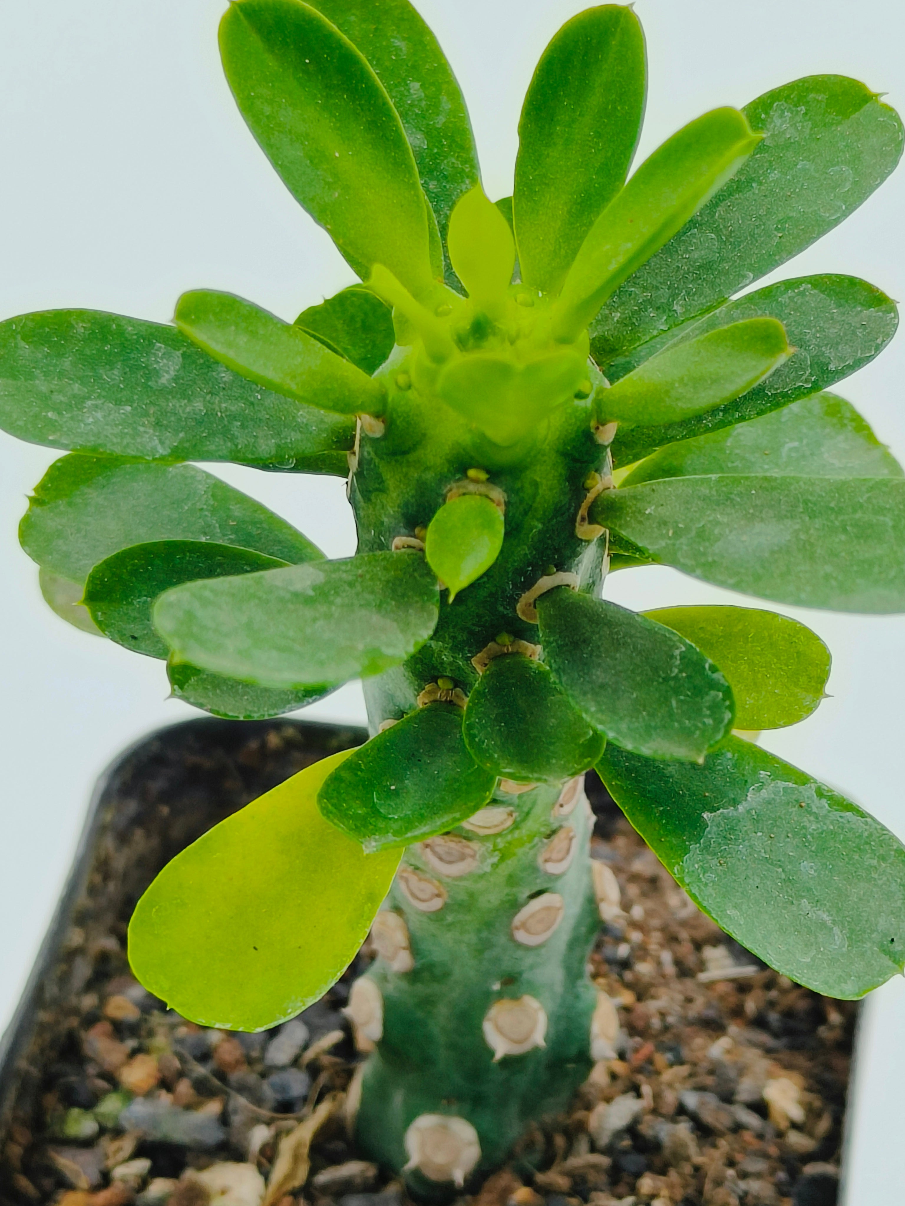 Euphorbia Royleana Inermis