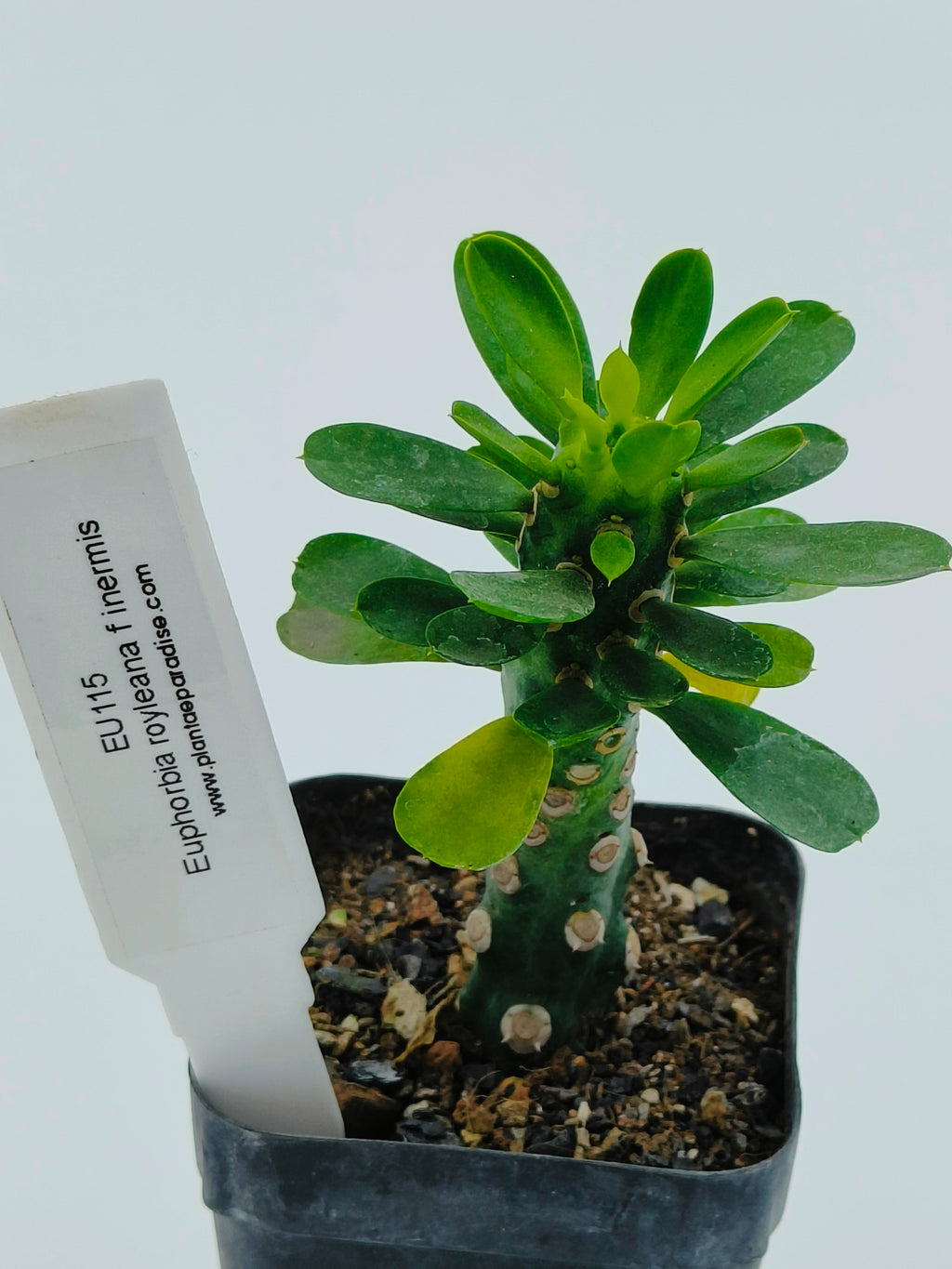 Euphorbia Royleana Inermis