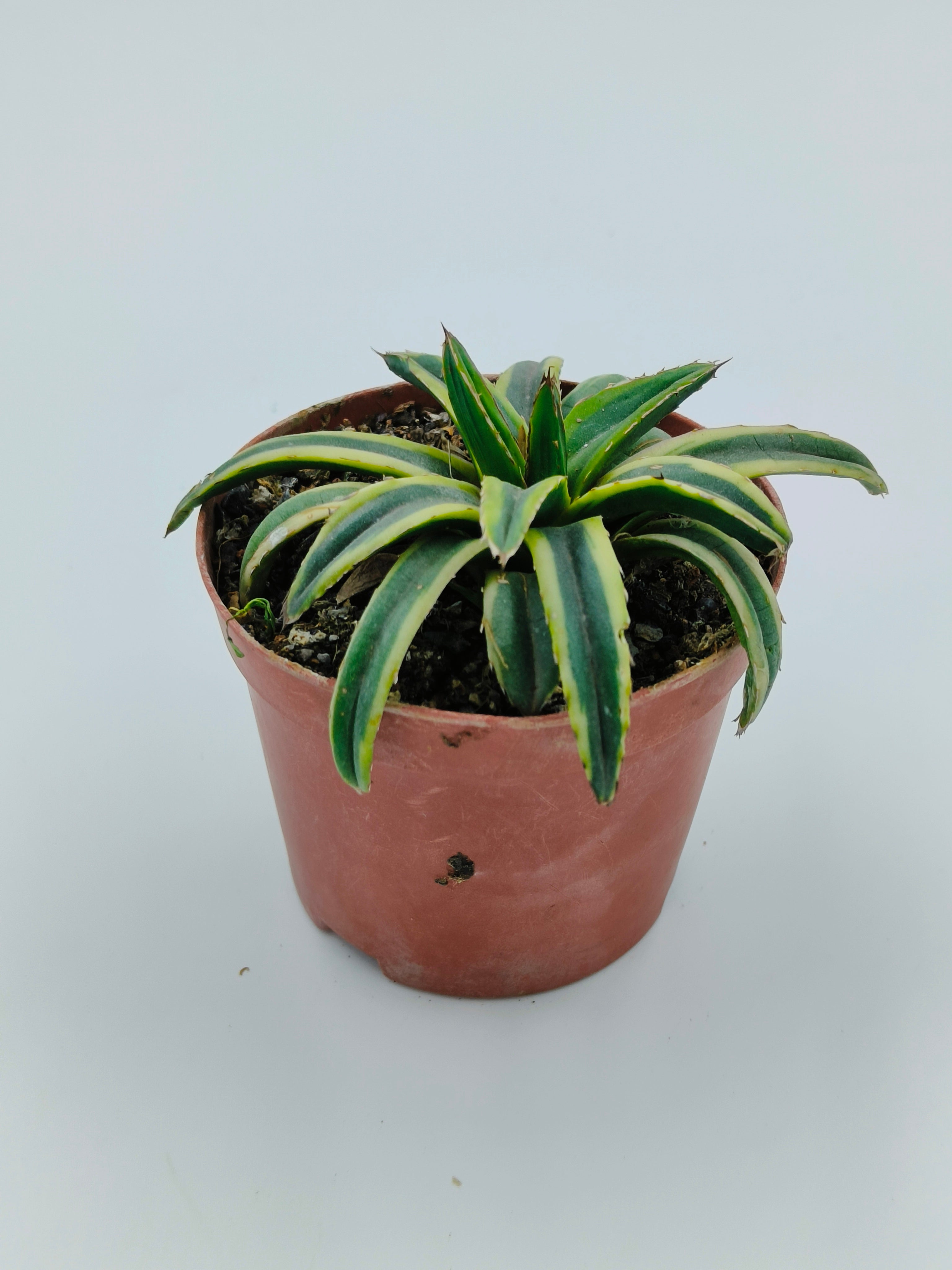 Agave Victoriae Reginae cv Thunder and Lightning