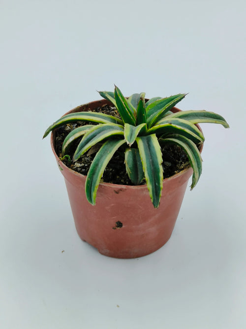 Variegated succulent plant in terracotta pot, ideal for collectors and indoor gardens