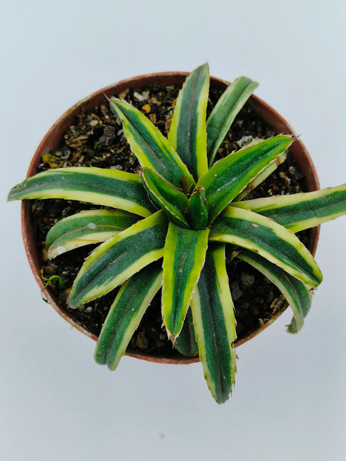 Variegated agave succulent with green and yellow striped leaves in a terracotta pot