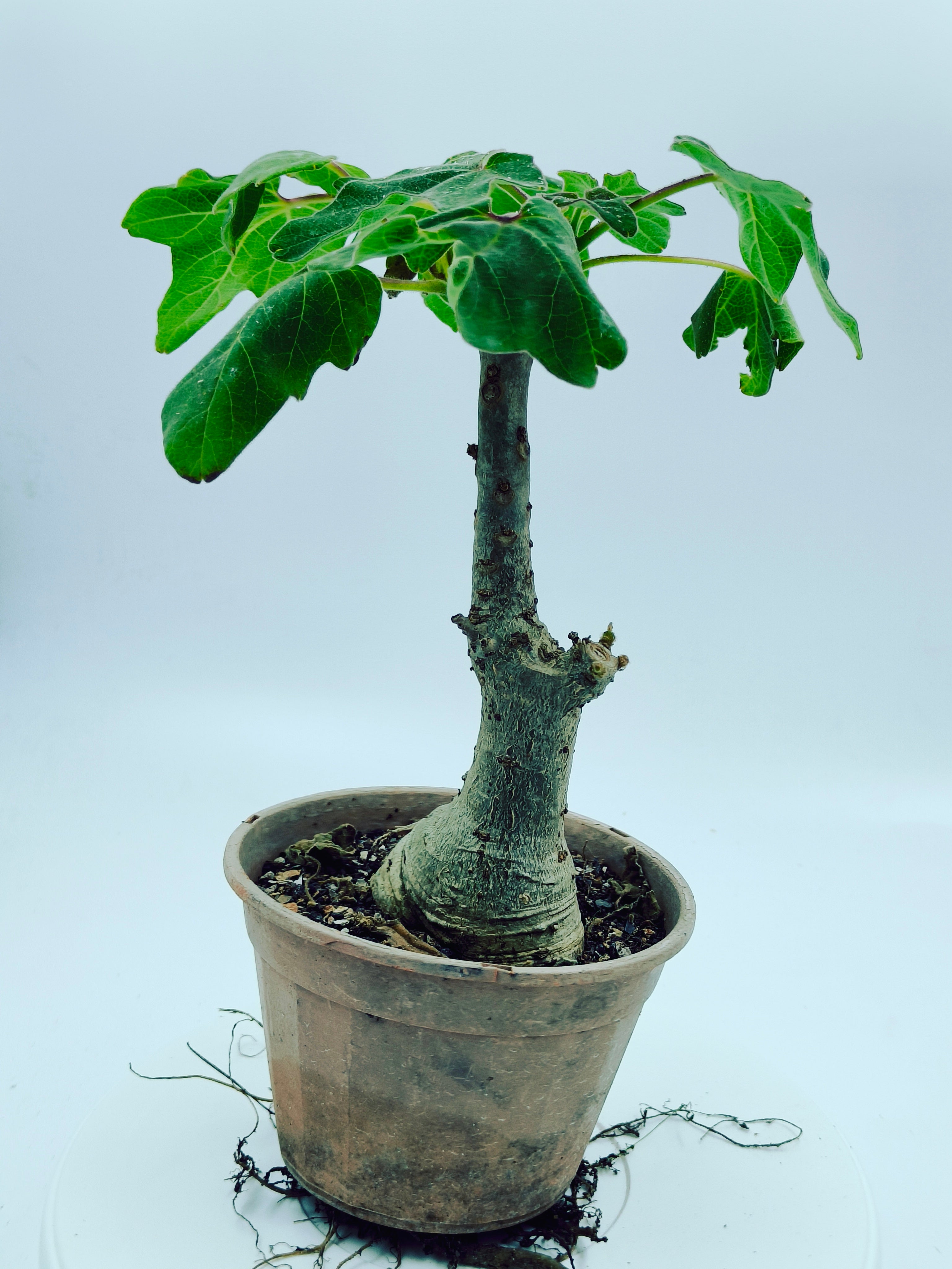 Uncarina Grandidieri