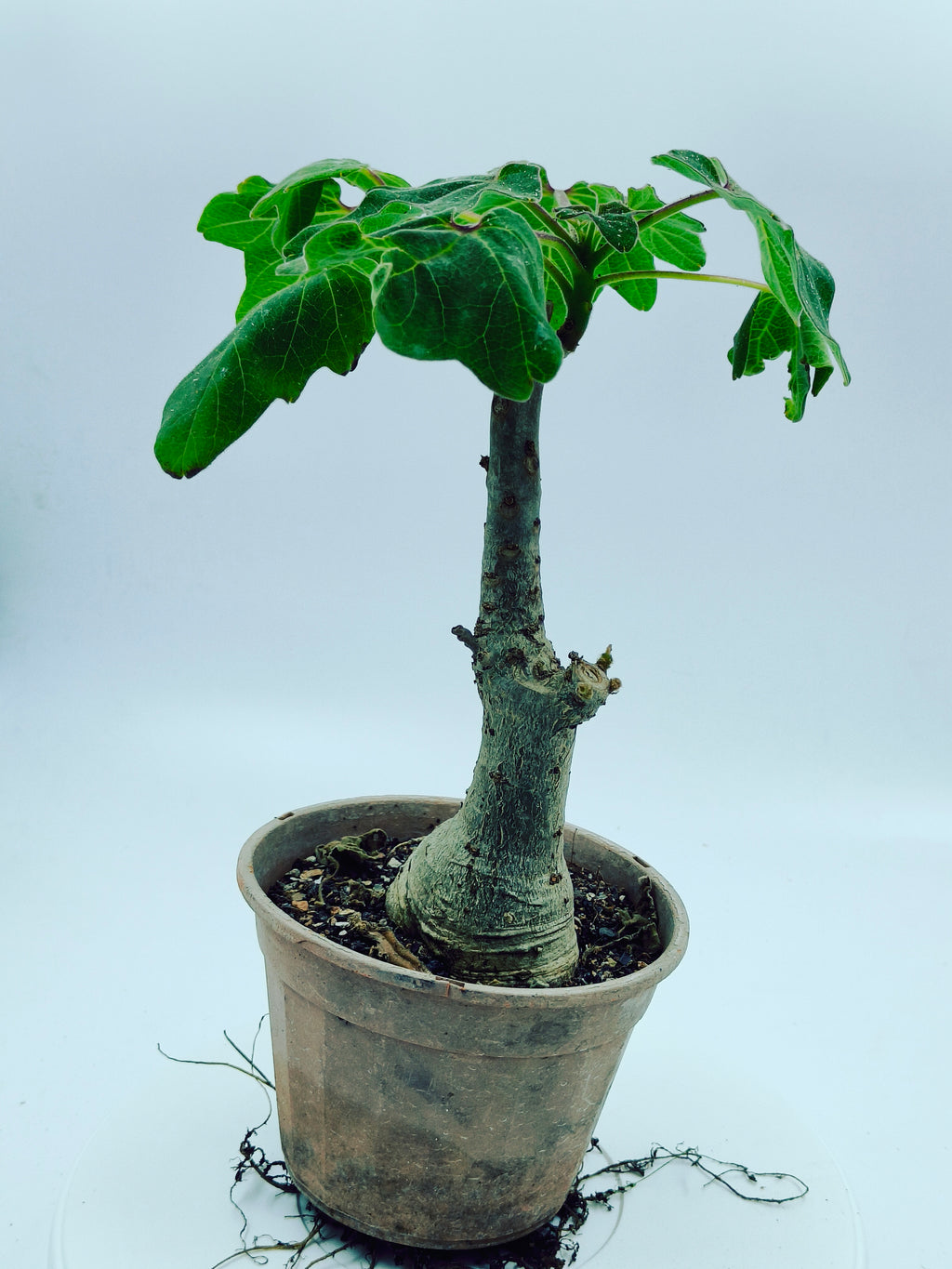 Uncarina Grandidieri