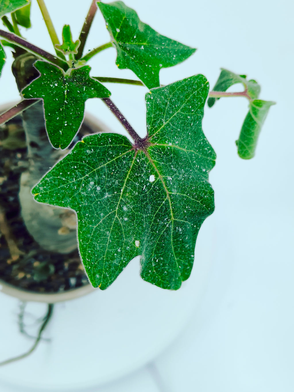 Uncarina Grandidieri