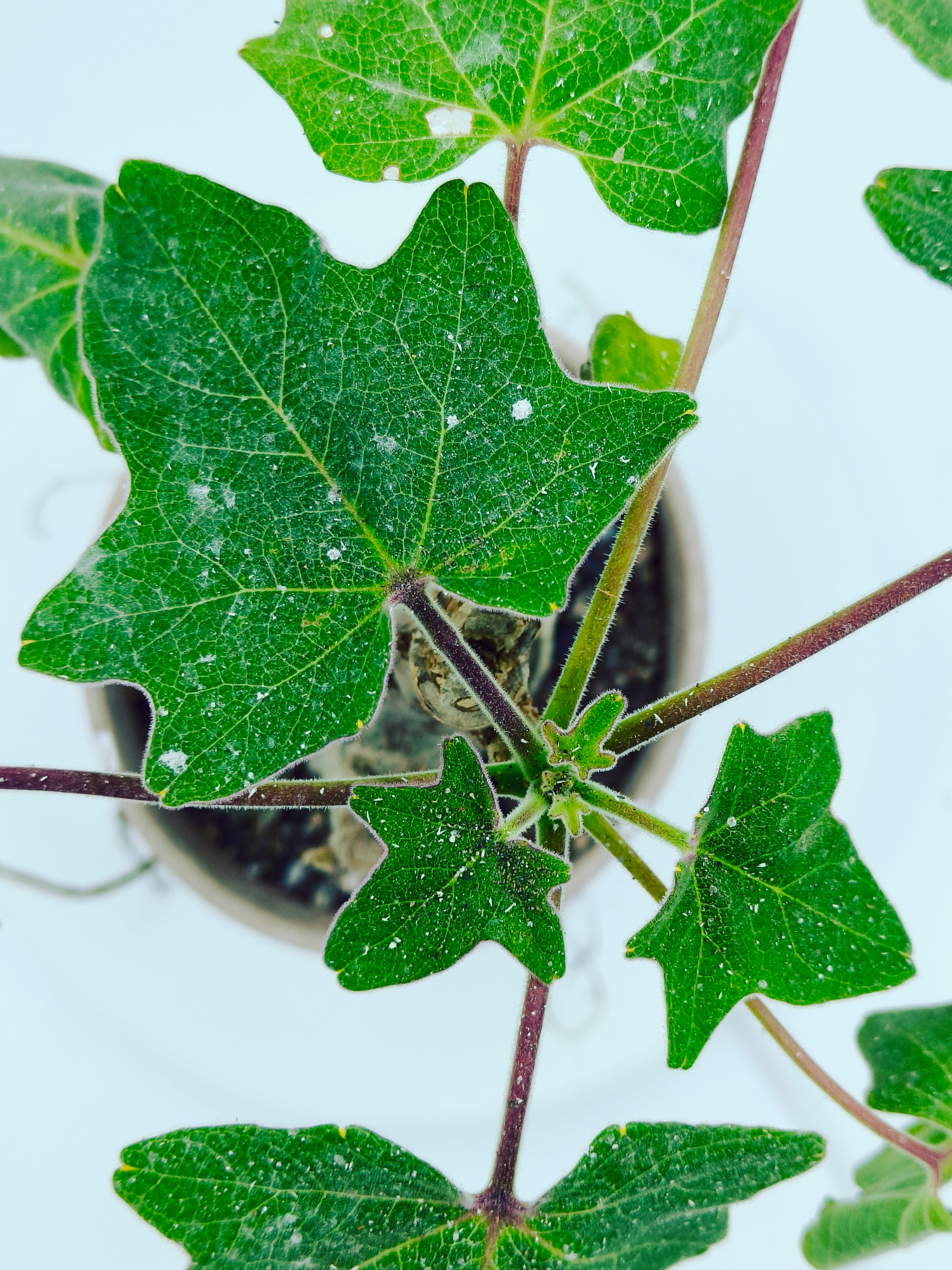Uncarina Grandidieri