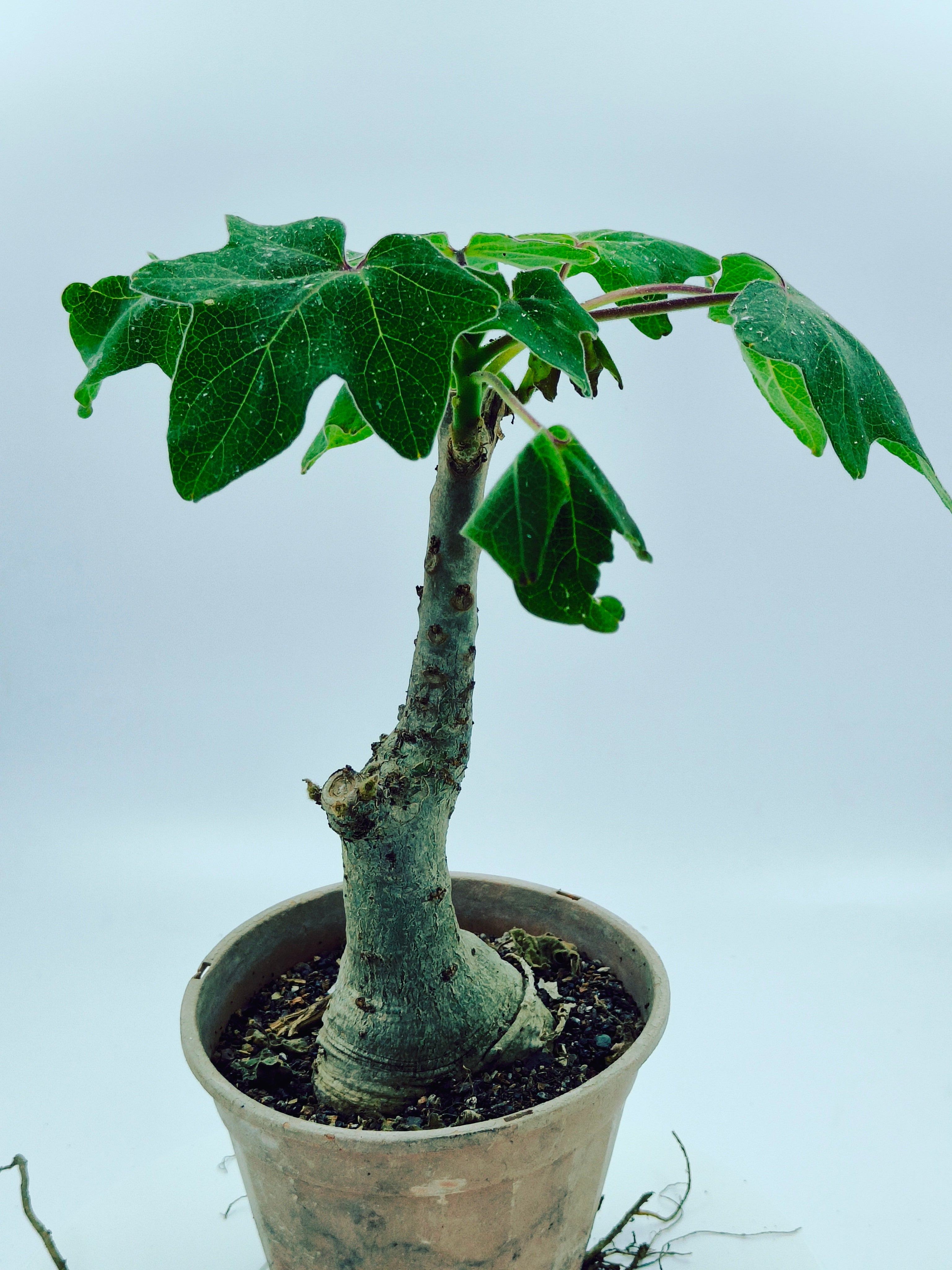 Uncarina Grandidieri