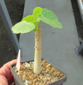 Jatropha Conzattii