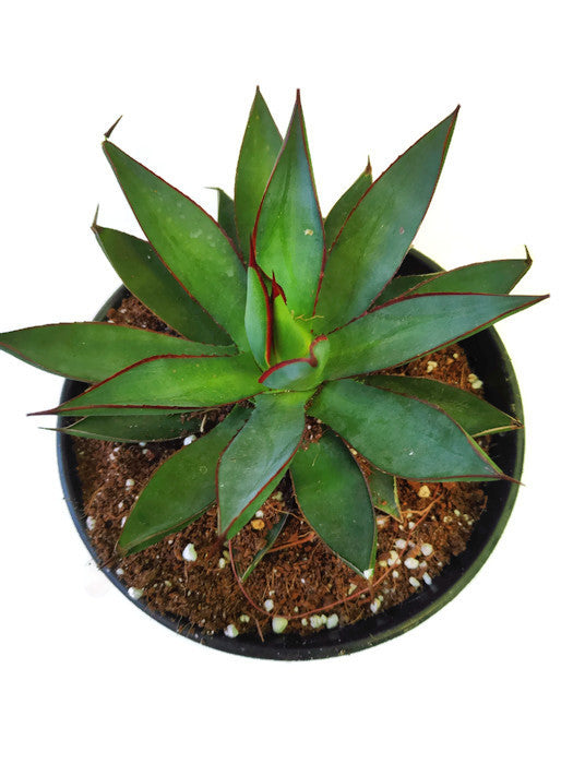 Agave Burnt Burgundy