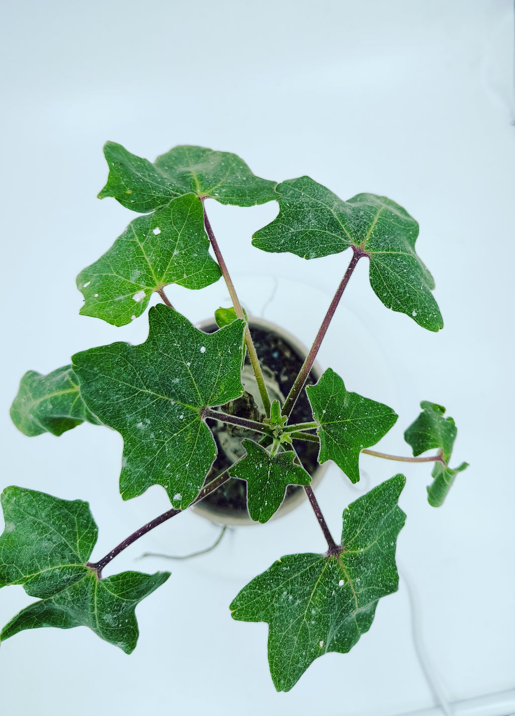 Uncarina Grandidieri