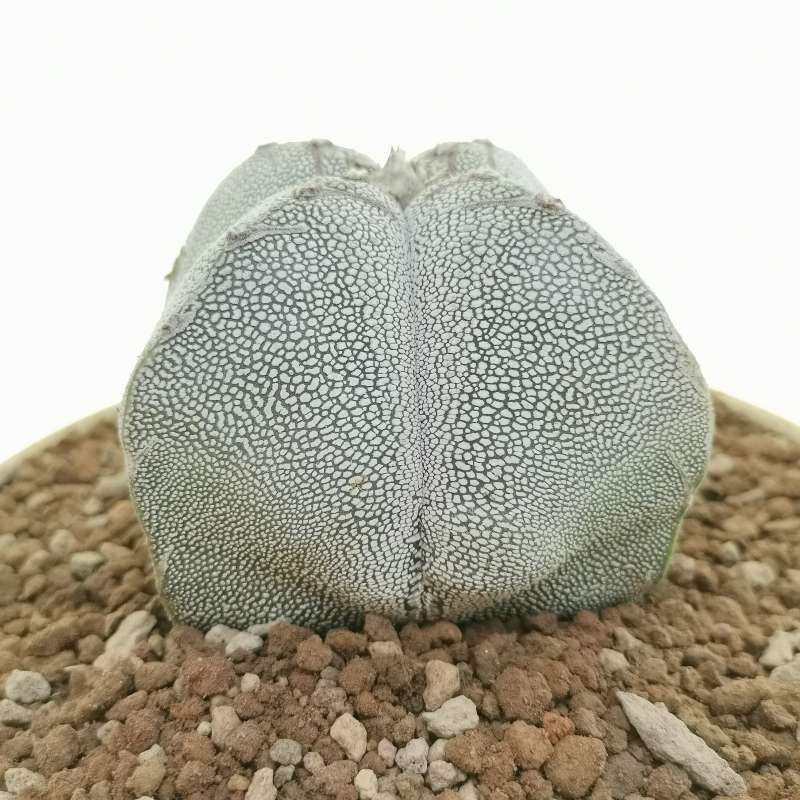 Astrophytum myriostigma Onzuka Quadricostatum