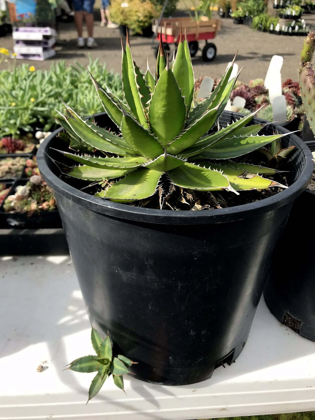Agave Lophantha Splendida