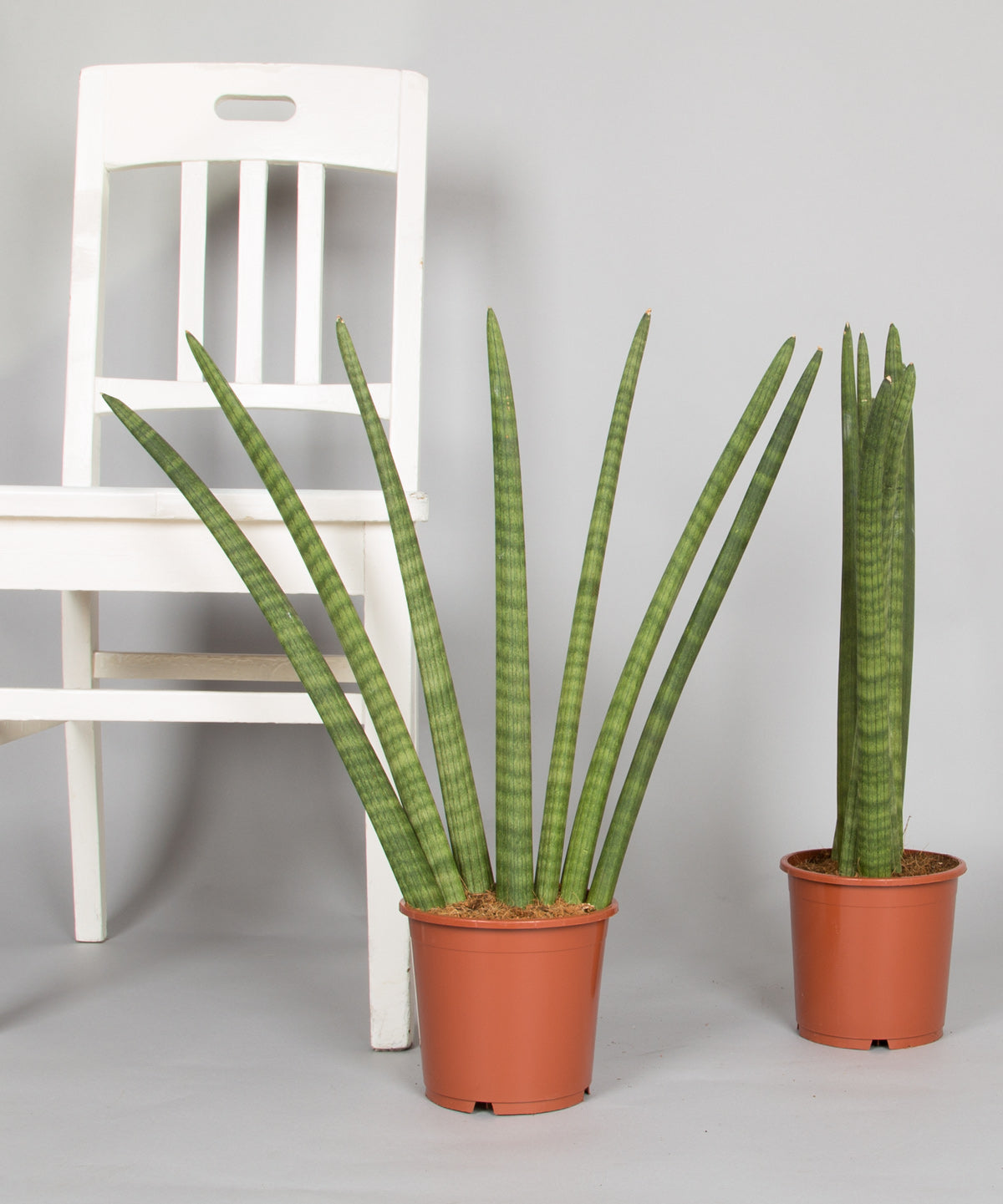 Sansevieria Cylindrica