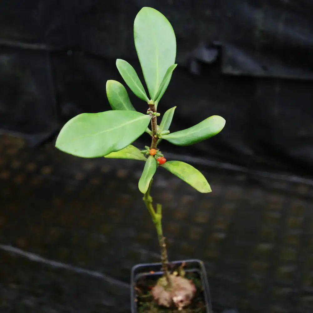 Ant Plant Hydnophytum formicarum