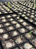 Pachypodium Brevicaule