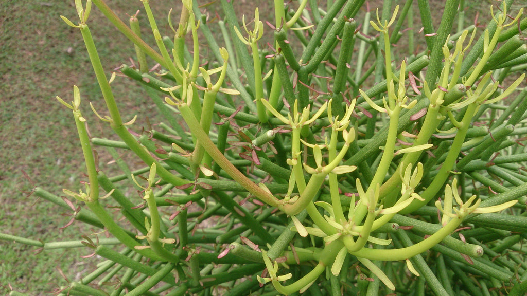 Euphorbia Tirucalli Pencil Tree