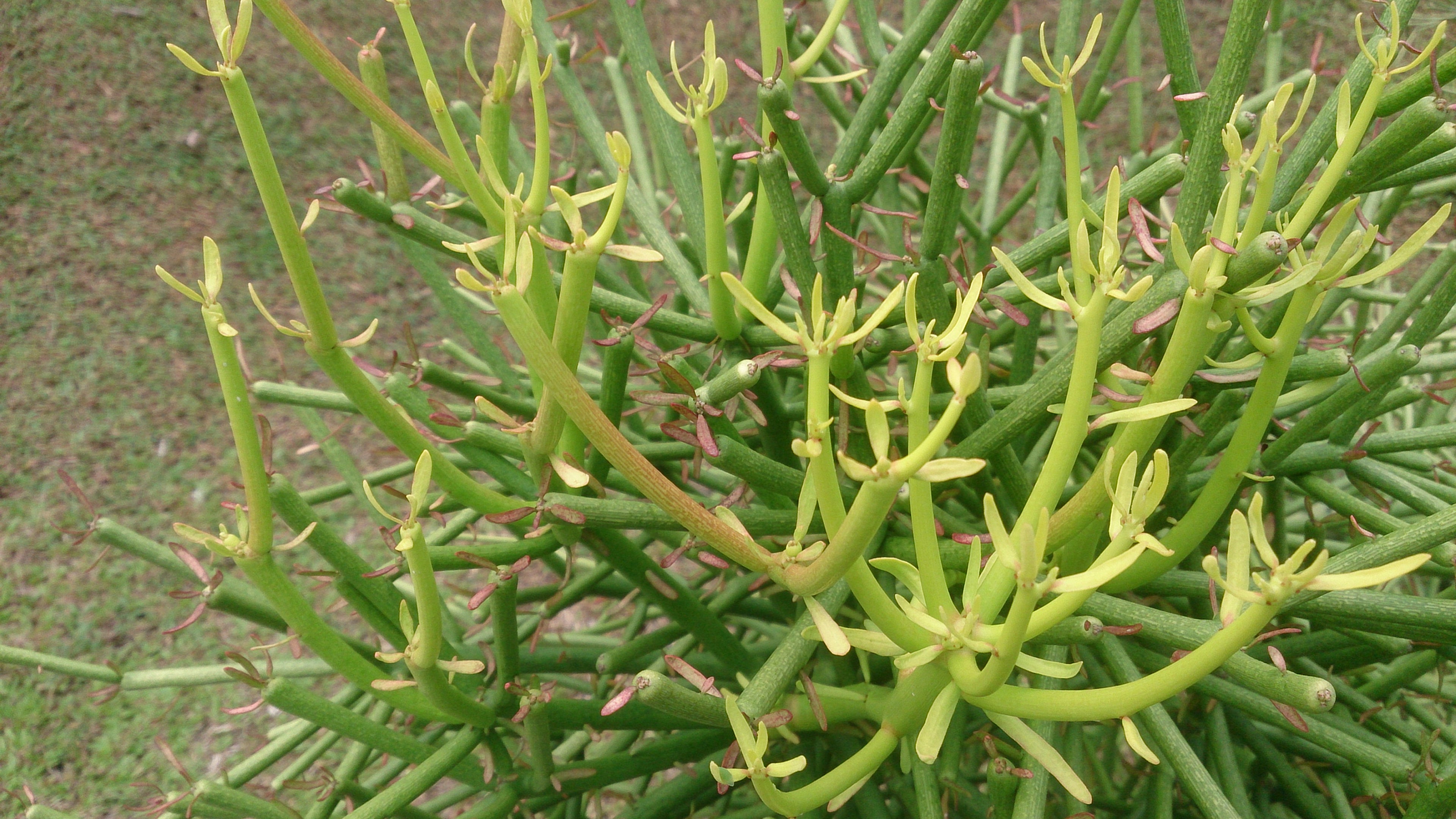 Euphorbia Tirucalli Pencil Tree