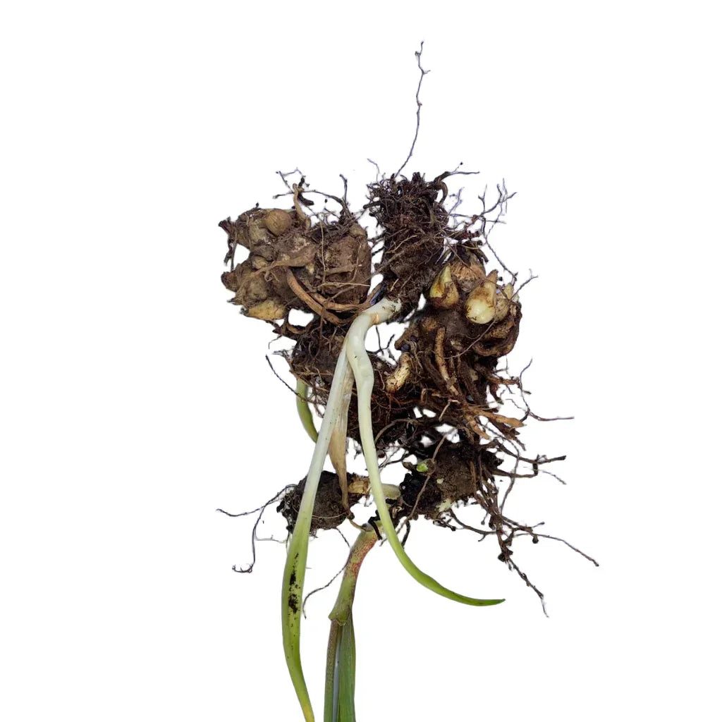 Rare succulent plant with exposed roots and green shoots, ideal for collectors