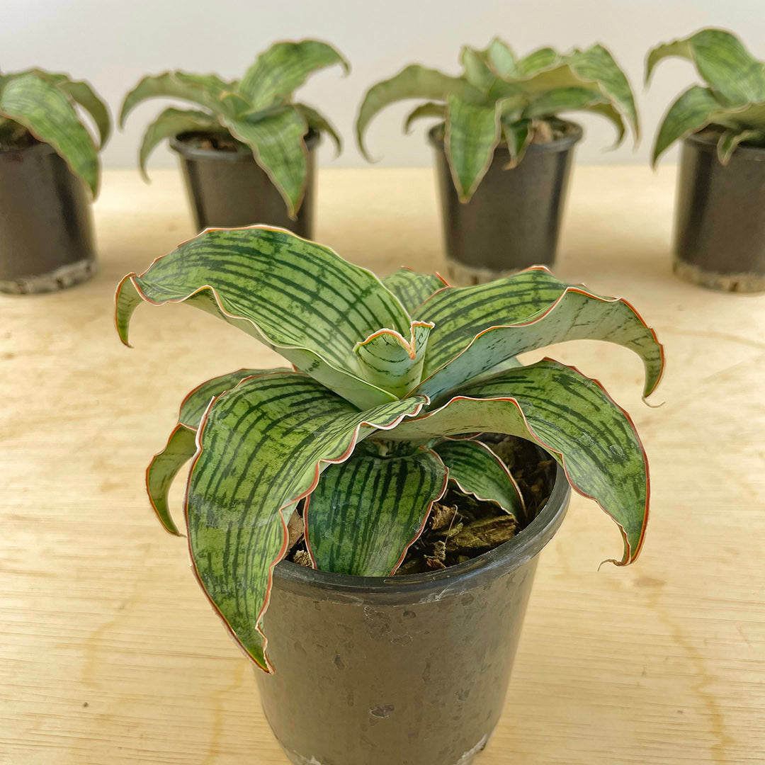 Sansevieria Cleopatra