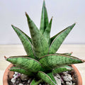 Sansevieria Rockman