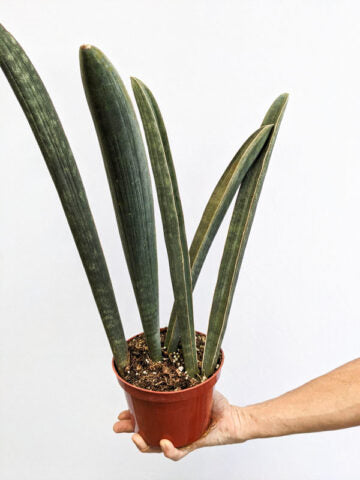 Sansevieria Hallii