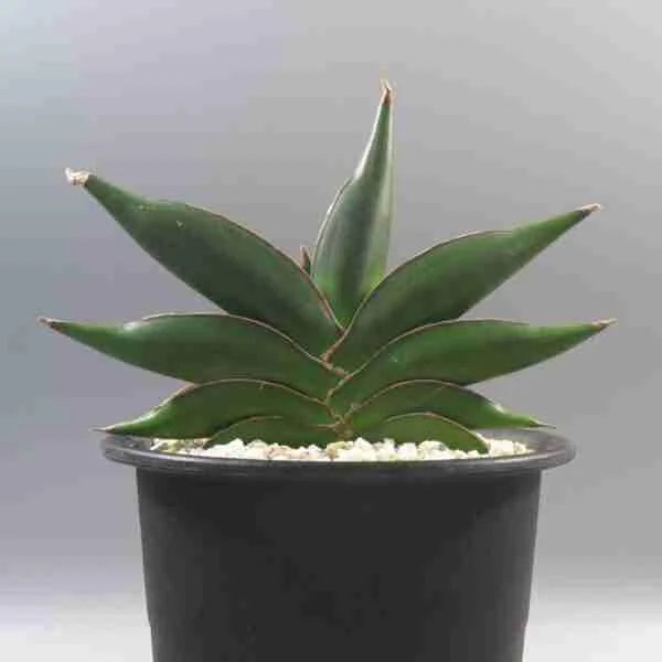 Sansevieria Sawasdee