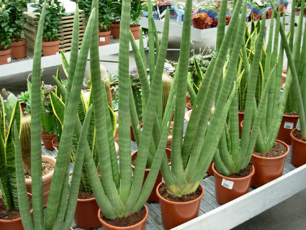 Sansevieria Cylindrica
