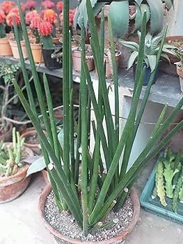 Sansevieria Erythraeae