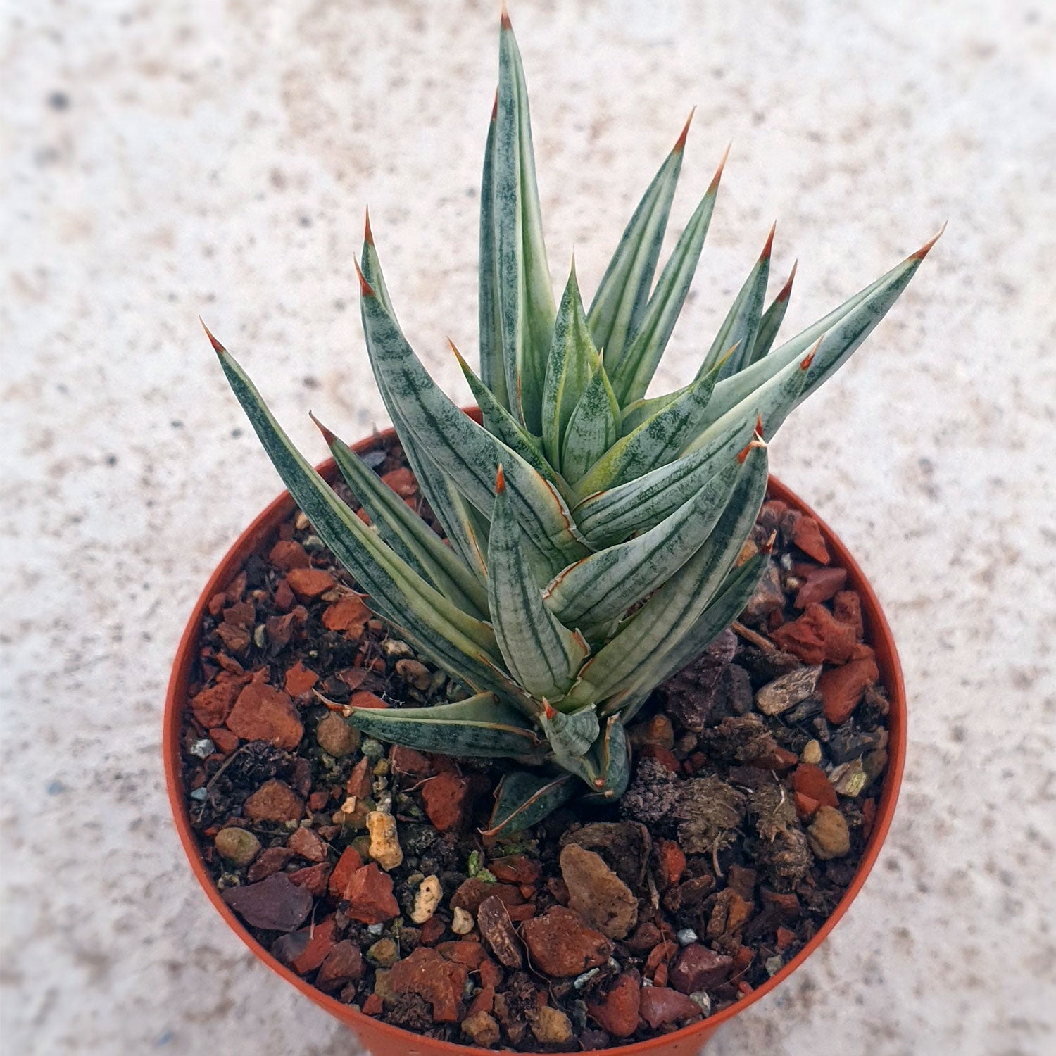 Sansevieria Francisii White Variegated