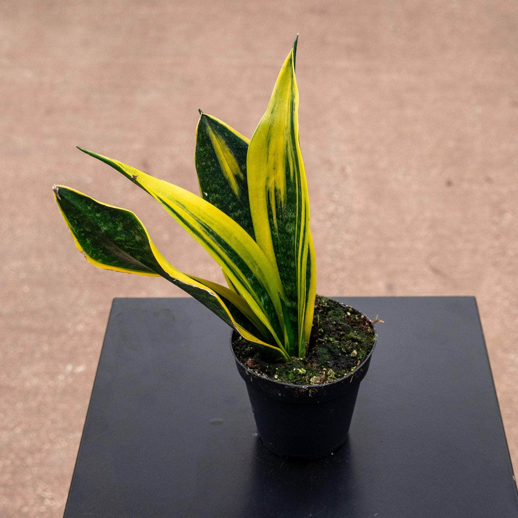 Sansevieria Gold Flame