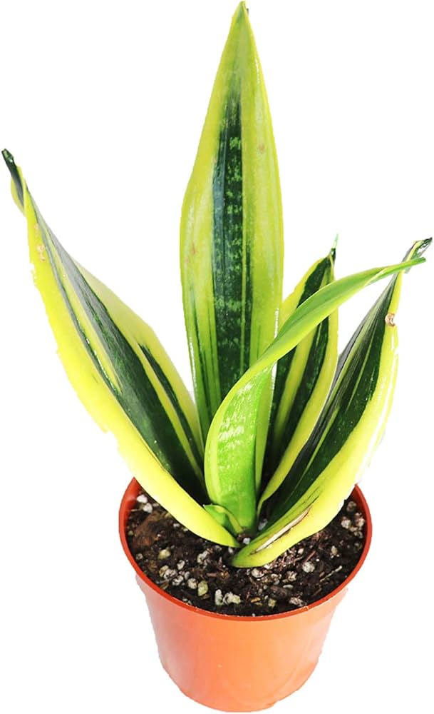 Sansevieria Gold Flame