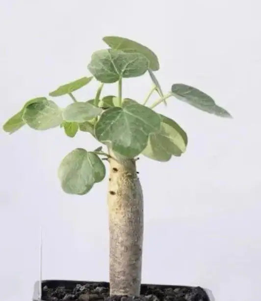 Jatropha Conzattii