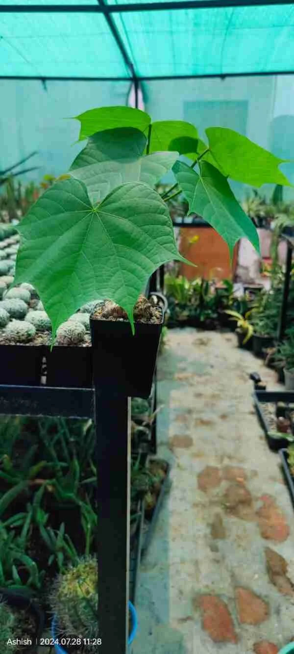 Sterculia Colorata Firmiana Colorata