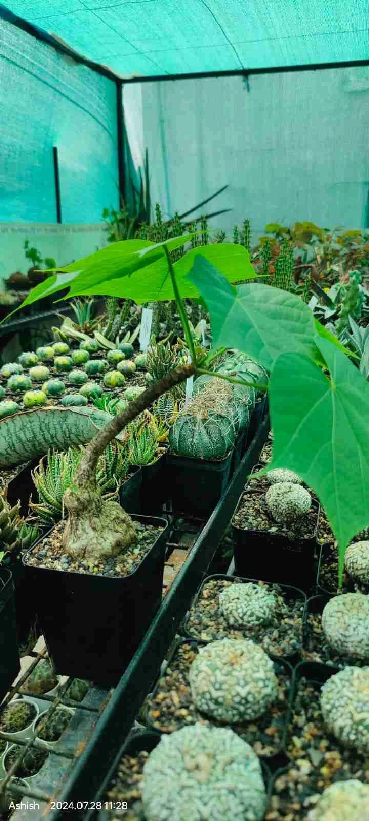 Sterculia Colorata Firmiana Colorata