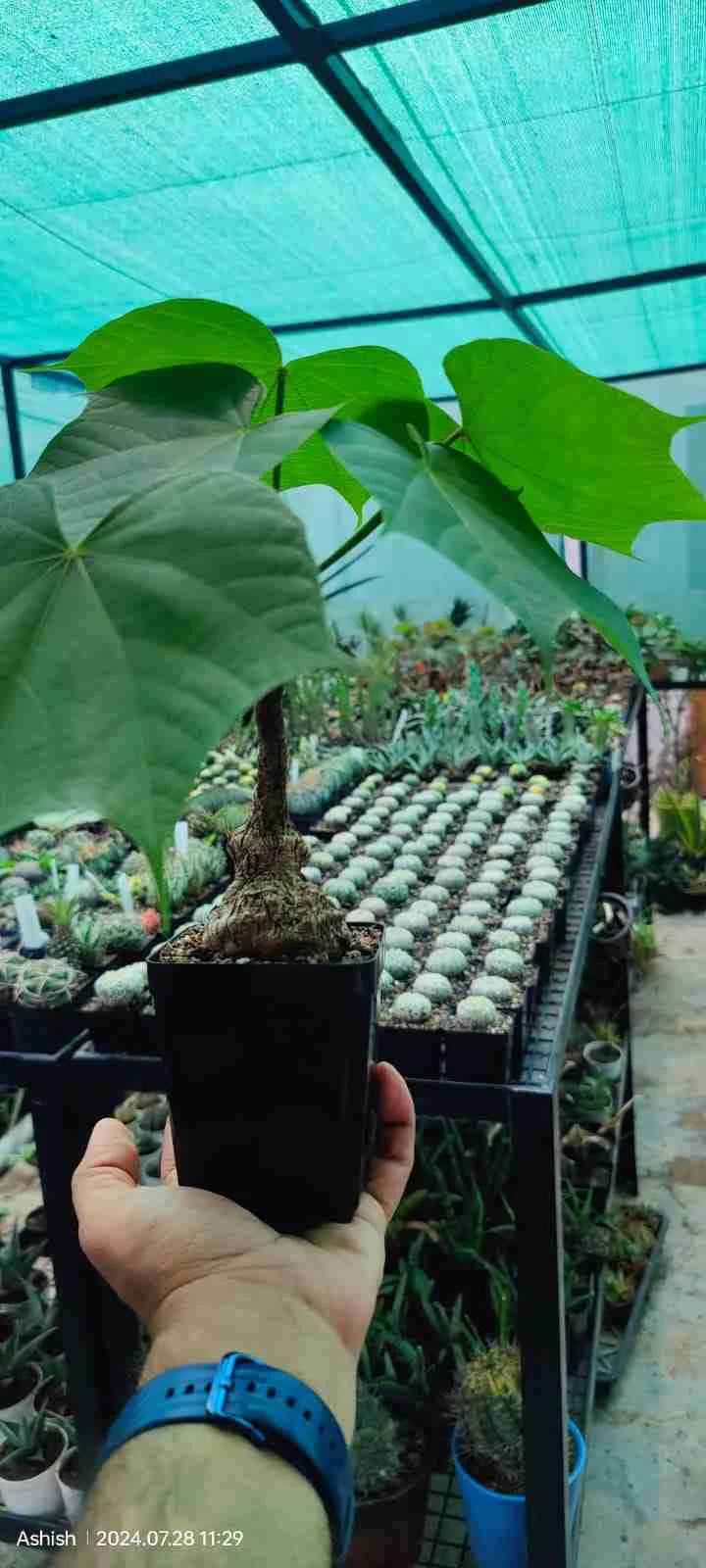 Sterculia Colorata Firmiana Colorata