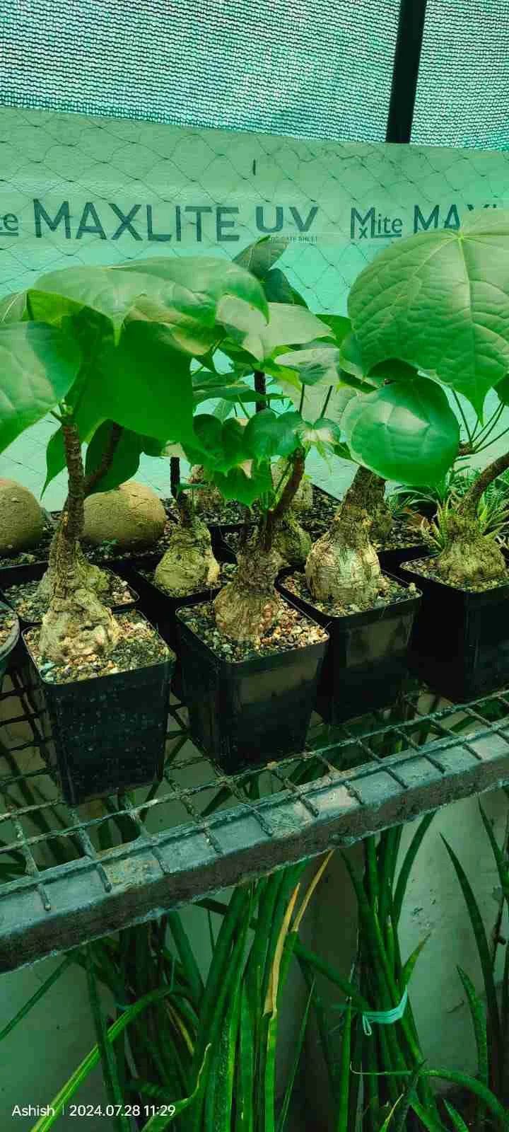 Sterculia Colorata Firmiana Colorata