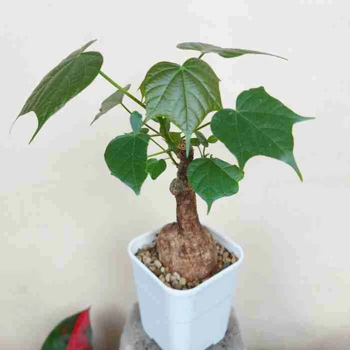 Sterculia Colorata Firmiana Colorata