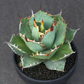 Agave Titanota No.1