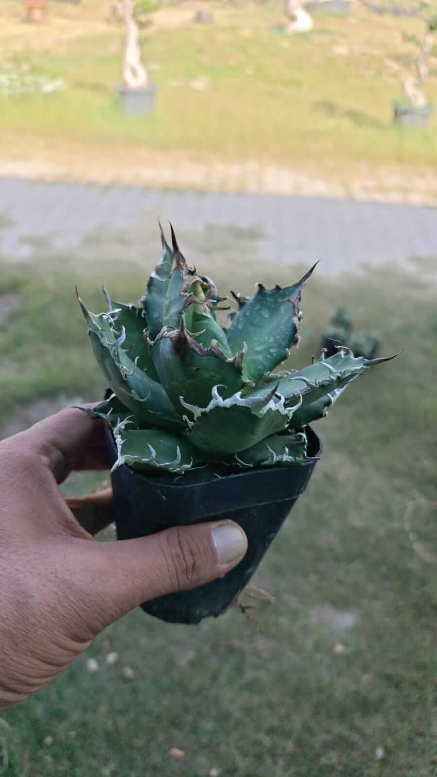 Agave Titanota Caesar