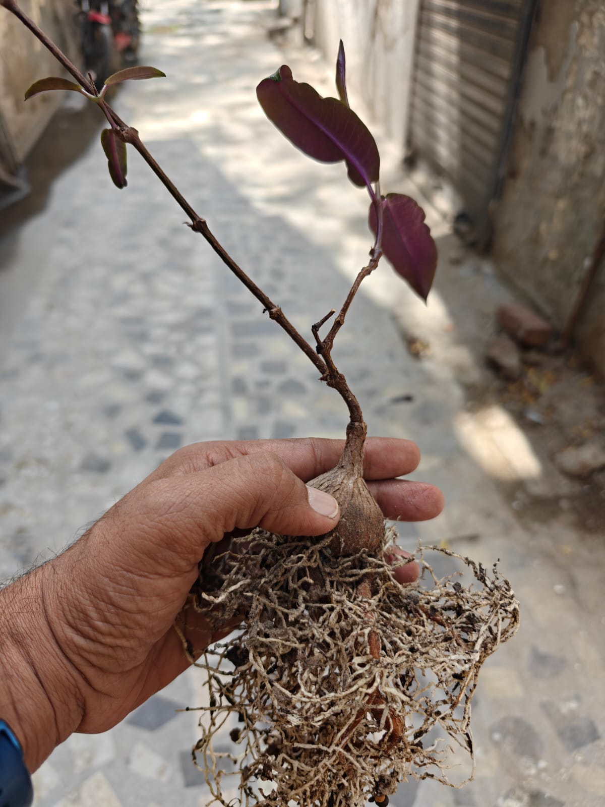 Petopentia Natalensis