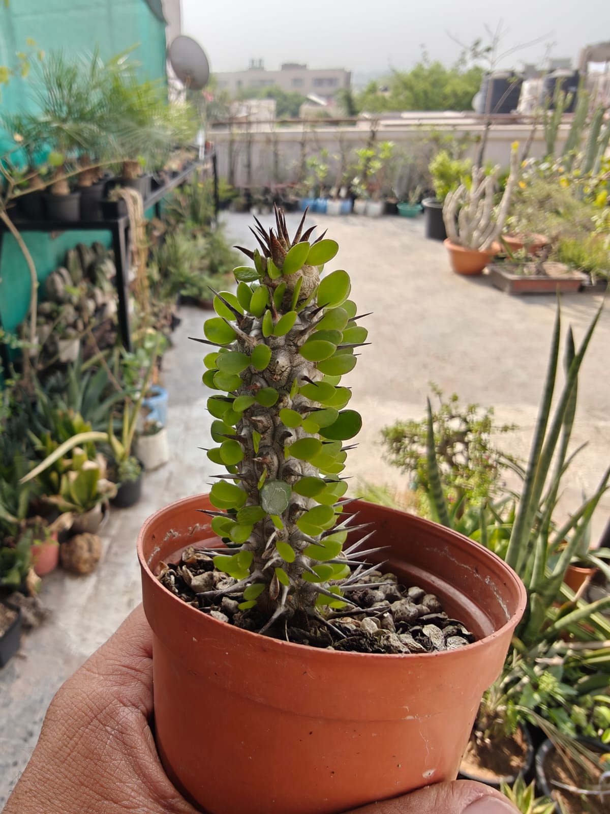 Alluaudia montagnacii